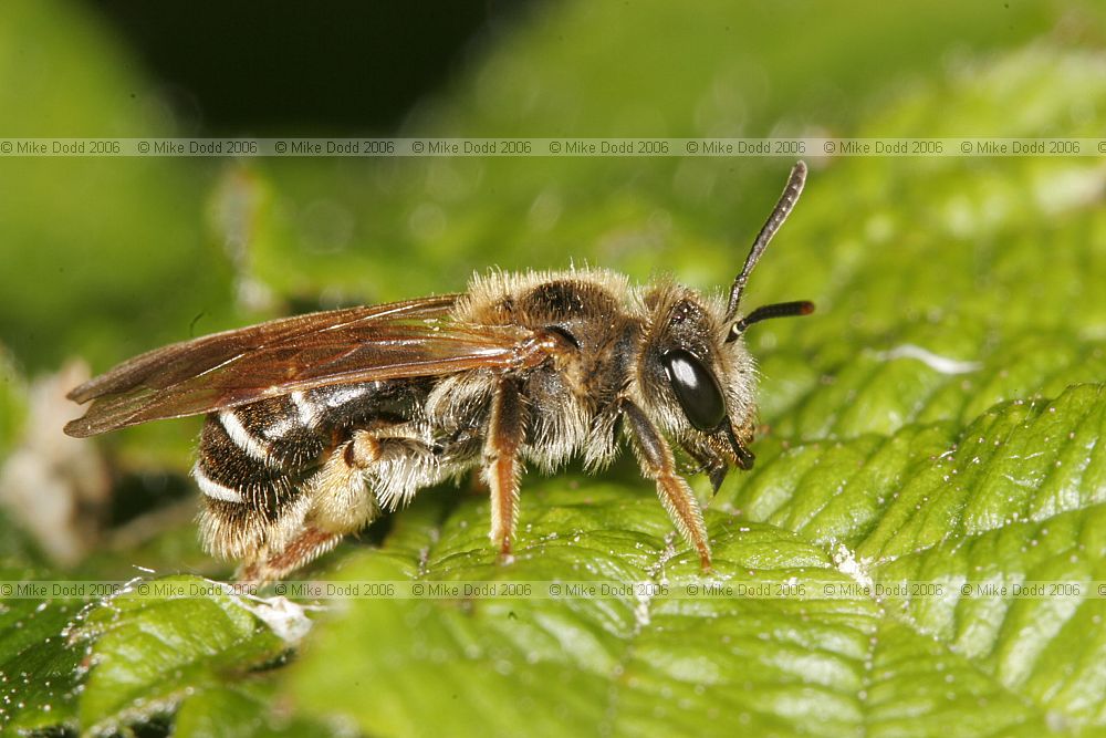 Andrena chrysoceles (?)