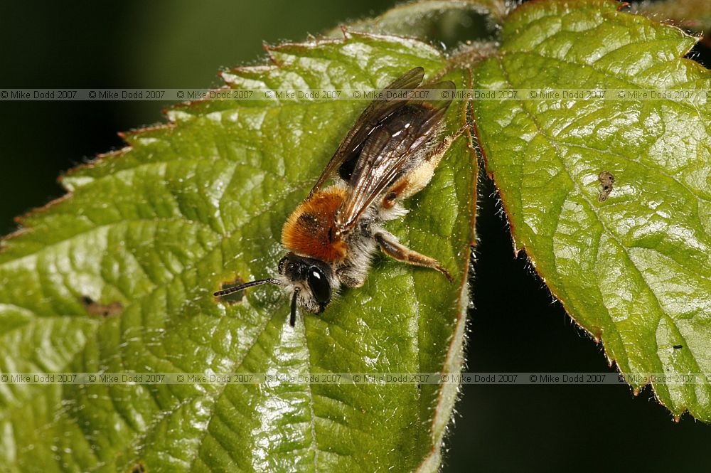 Andrena haemorrhoa mining bee