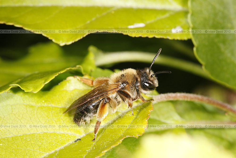 Andrena nigroaenea