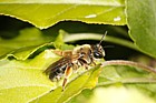 Andrena nigroaenea