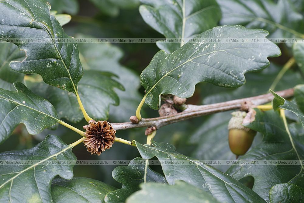 Andricus fecundator Oak Artichoke Gall