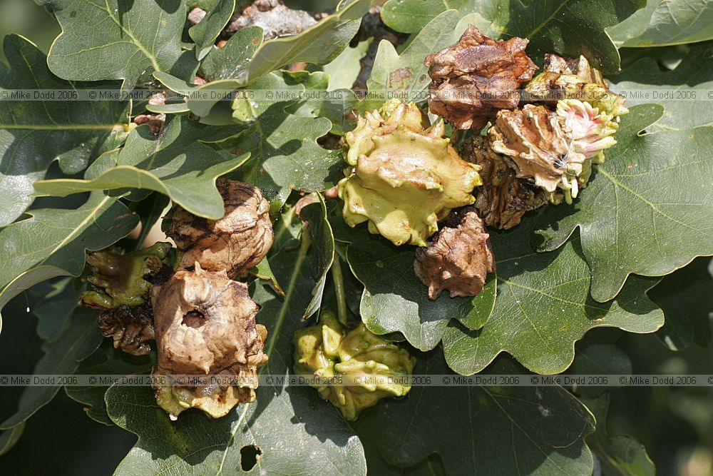 Andricus quercuscalicis gall wasp causing Knopper gall