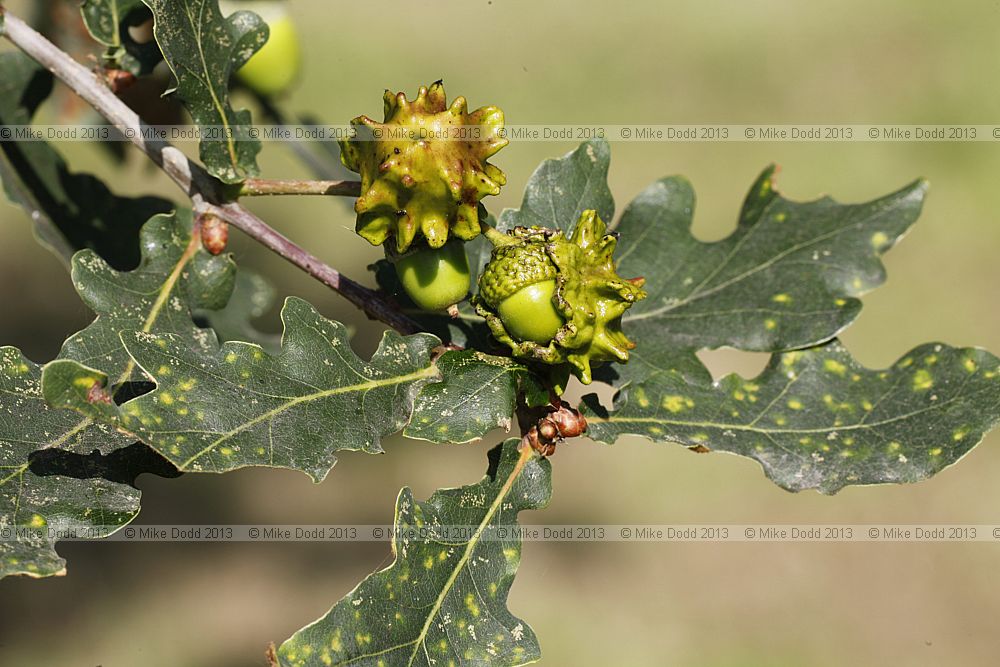 Knopper gall on Quercus ruber cased by Andricus quercuscalicis wasp