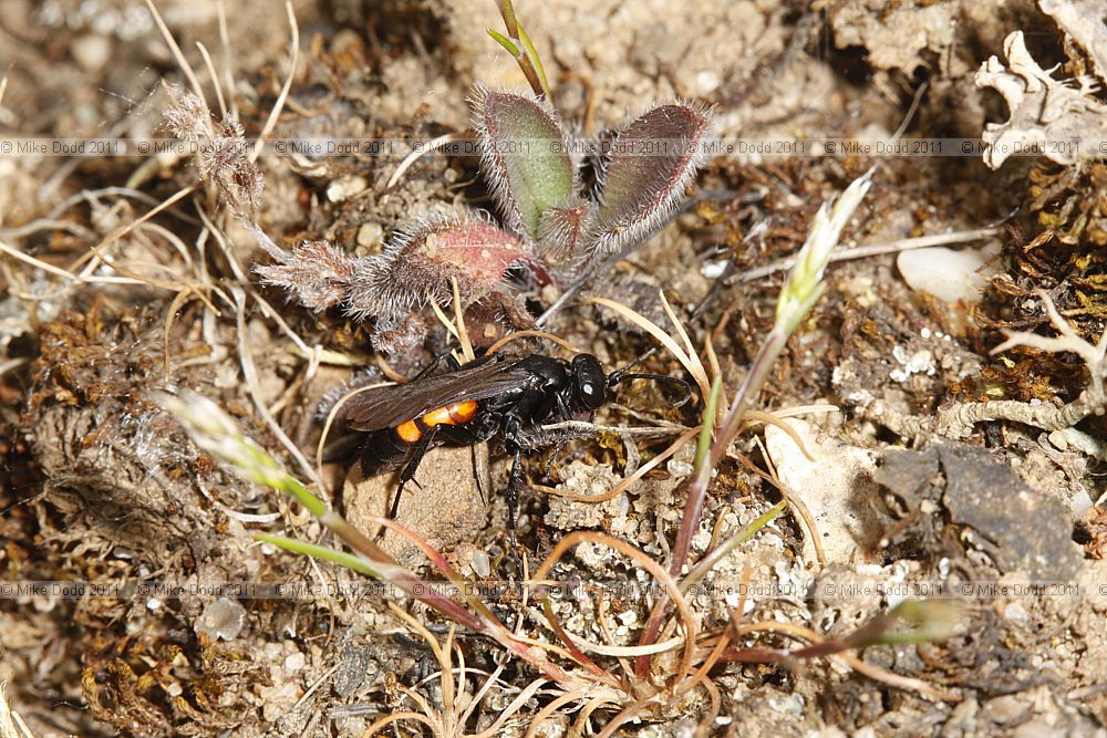 Anoplius viaticus A Spider-hunting Wasp