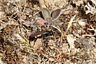 Anoplius viaticus A Spider-hunting Wasp
