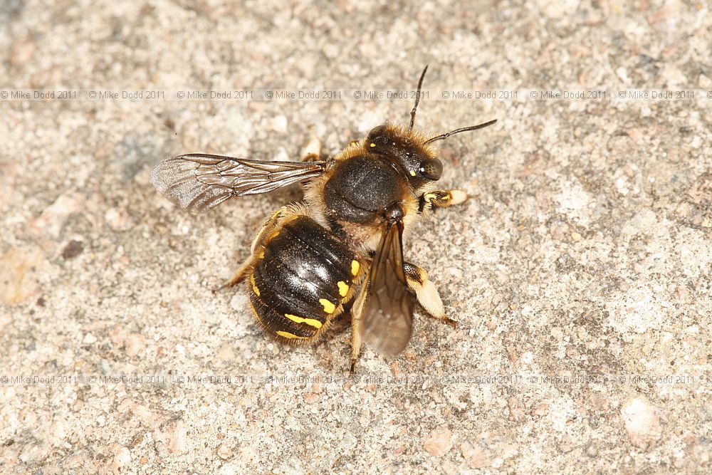 Anthidium manicatum Wool Carder bee