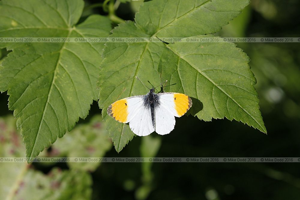 Anthocharis cardamines Orange tip