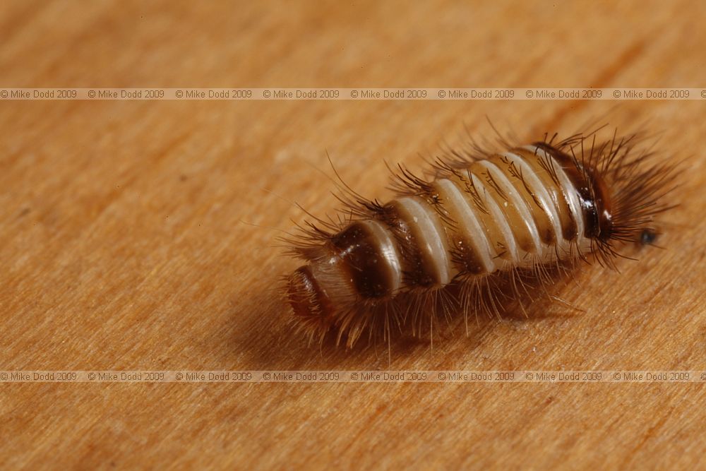 Anthrenus verbasci Varied Carpet Beetle