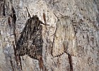 Apamea monoglypha and Apamea lithoxylaea moth