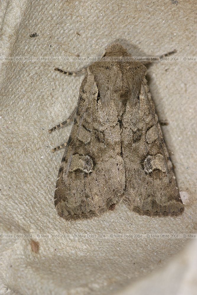 Apamea sordens Rustic Shoulder-knot