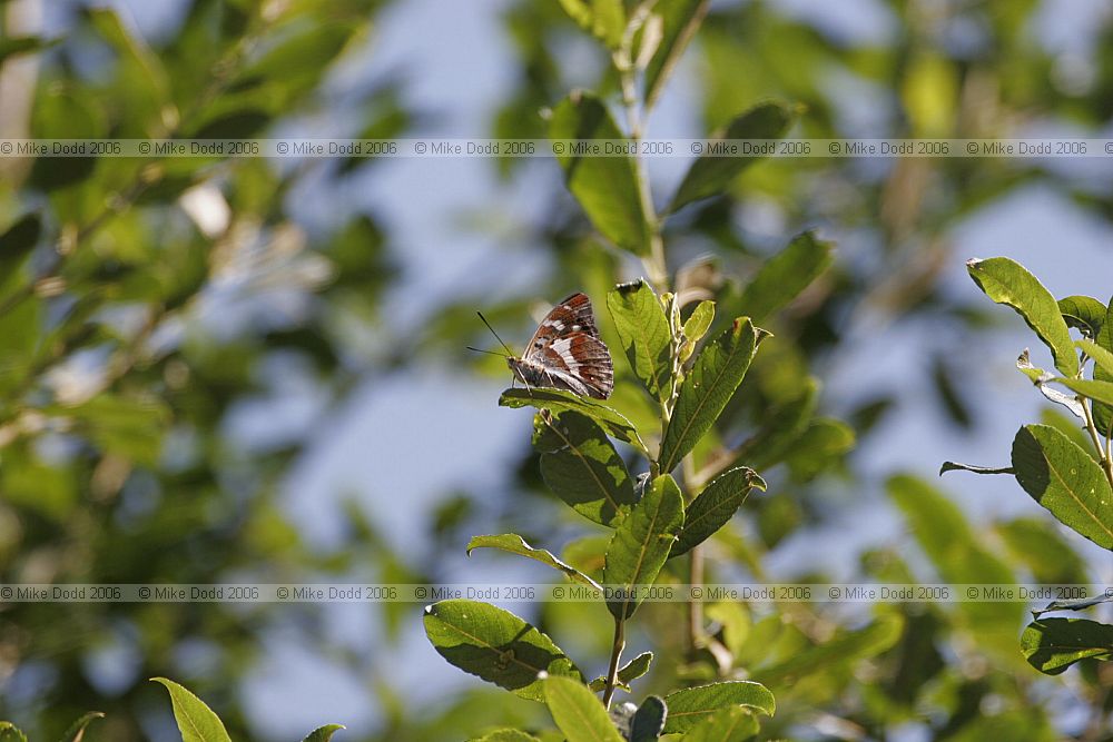 Apatura iris Purple emperor