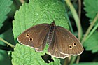 Aphantopus hyperantus Ringlet butterfly