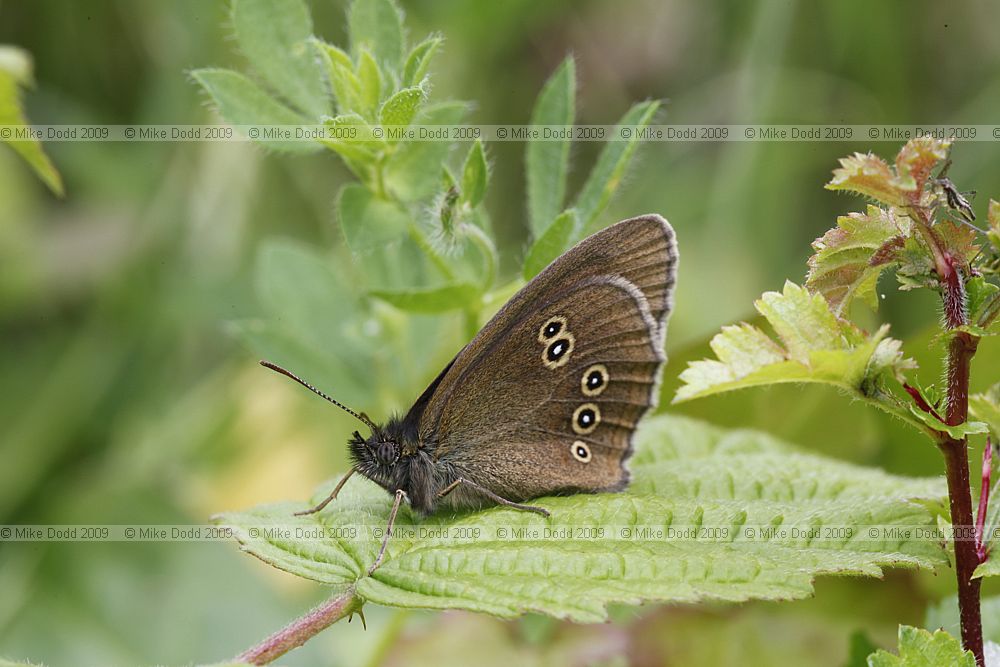 Aphantopus hyperantus Ringlet