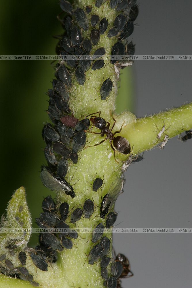 Ant tending aphids