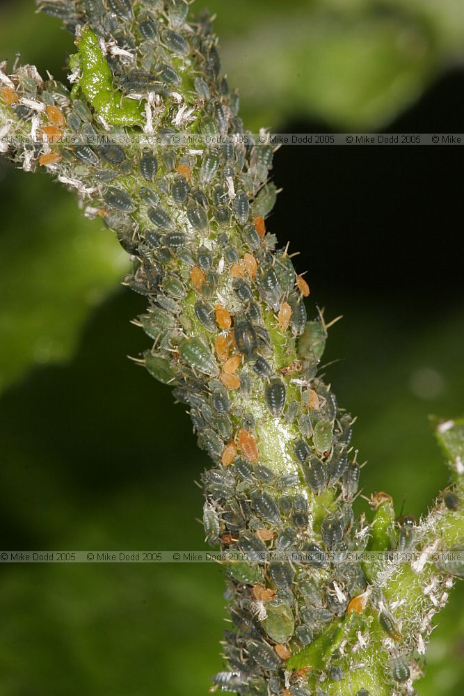 Aphis sp. Aphids on Sallow (Salix)