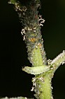 Aphis sp. Aphids on Sallow (Salix) with hoverfly(?) larva eating them