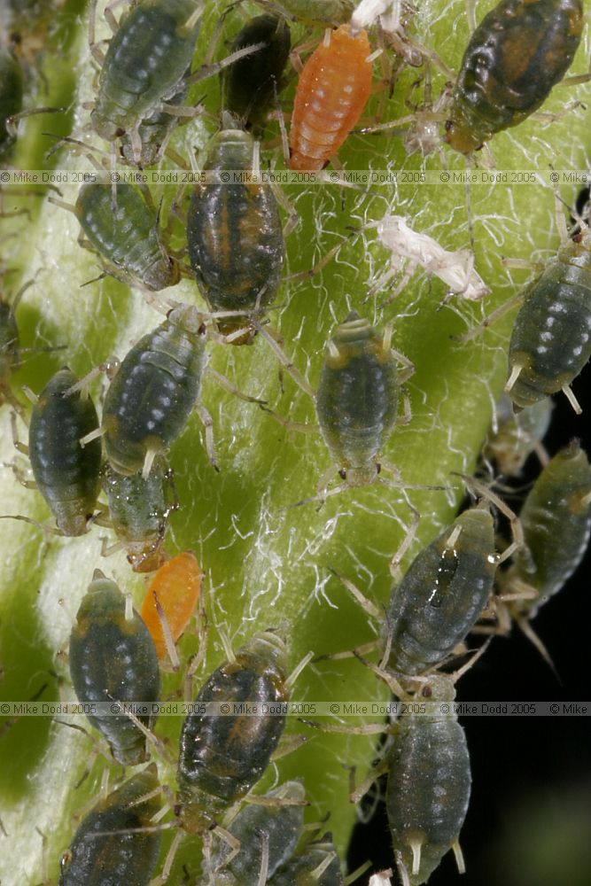 Aphis sp. Aphids on Sallow (Salix)