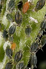 Aphis sp. Aphids on Sallow (Salix)