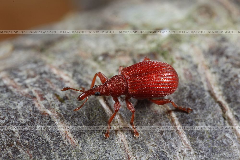 Apion frumentarium weevil