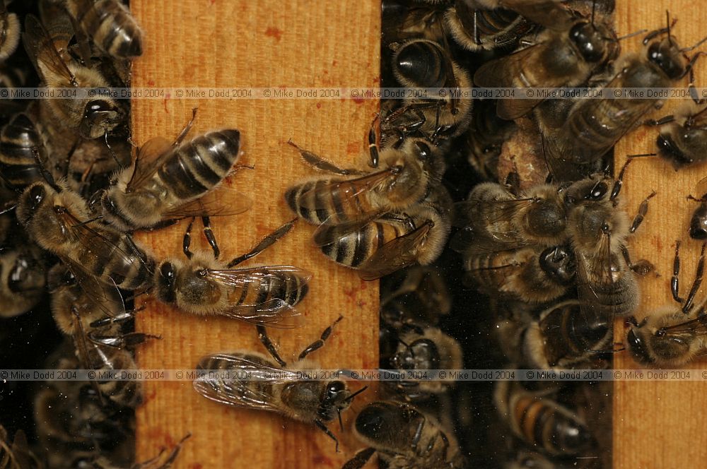 Apis mellifera Honey bees