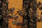 Apis mellifera Honey bees