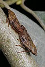 Aprophora salicina froghopper bug