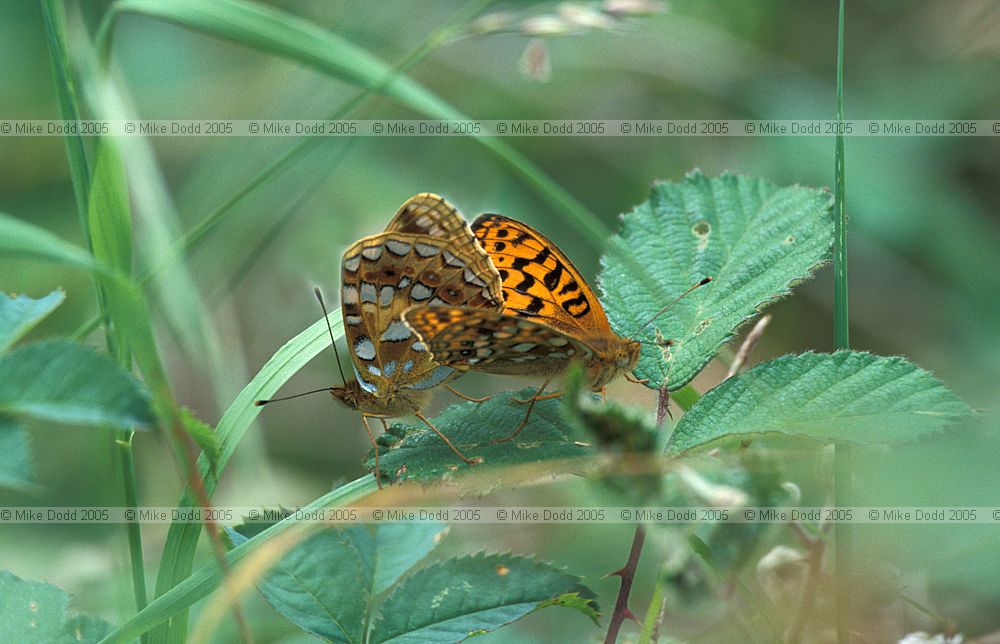 Argynnis adippe High brown fritillary butterflies