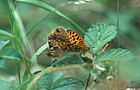 Argynnis adippe High brown fritillary butterflies