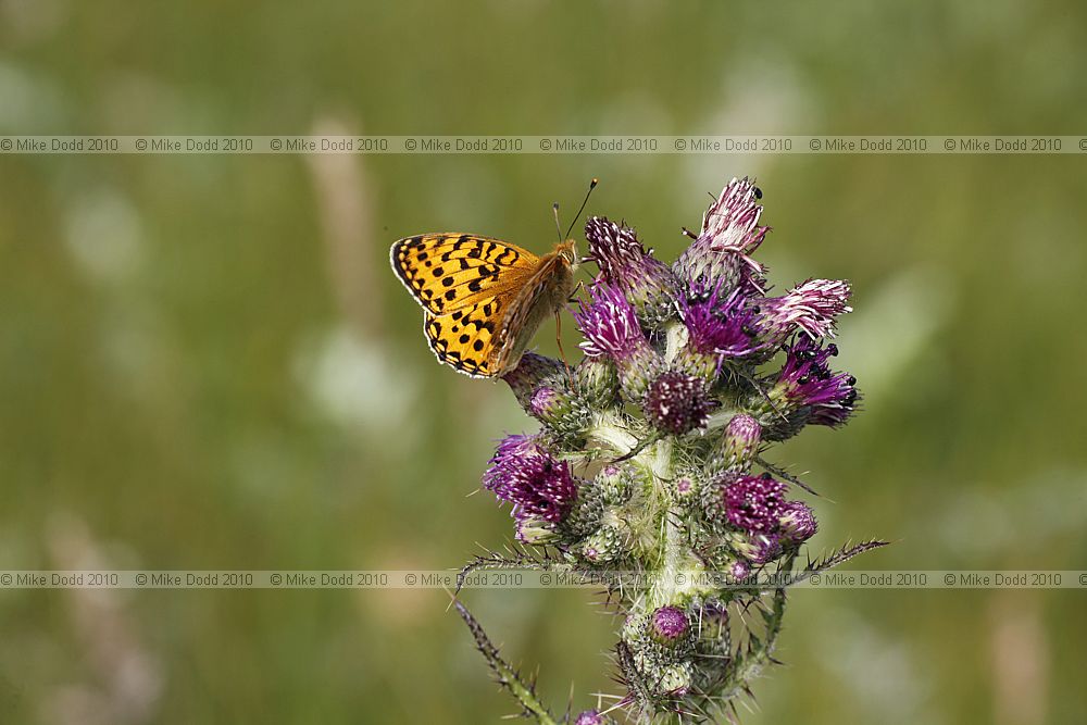 Argynnis aglaja Dark Green Fritillary