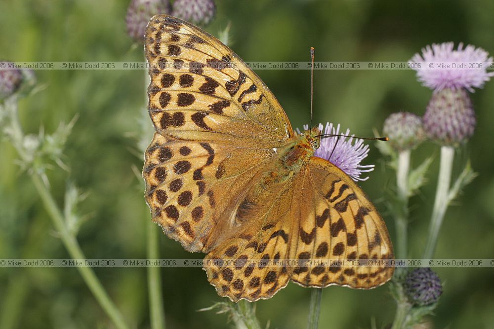 Argynnis paphia Silver-washed Fritillary female