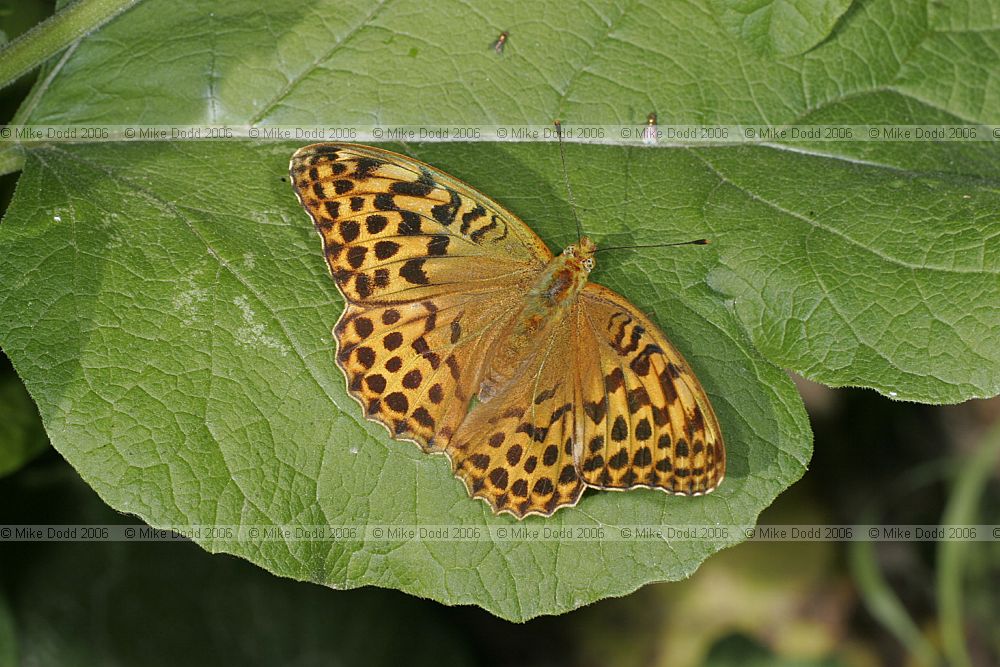 Argynnis paphia Silver-washed Fritillary female