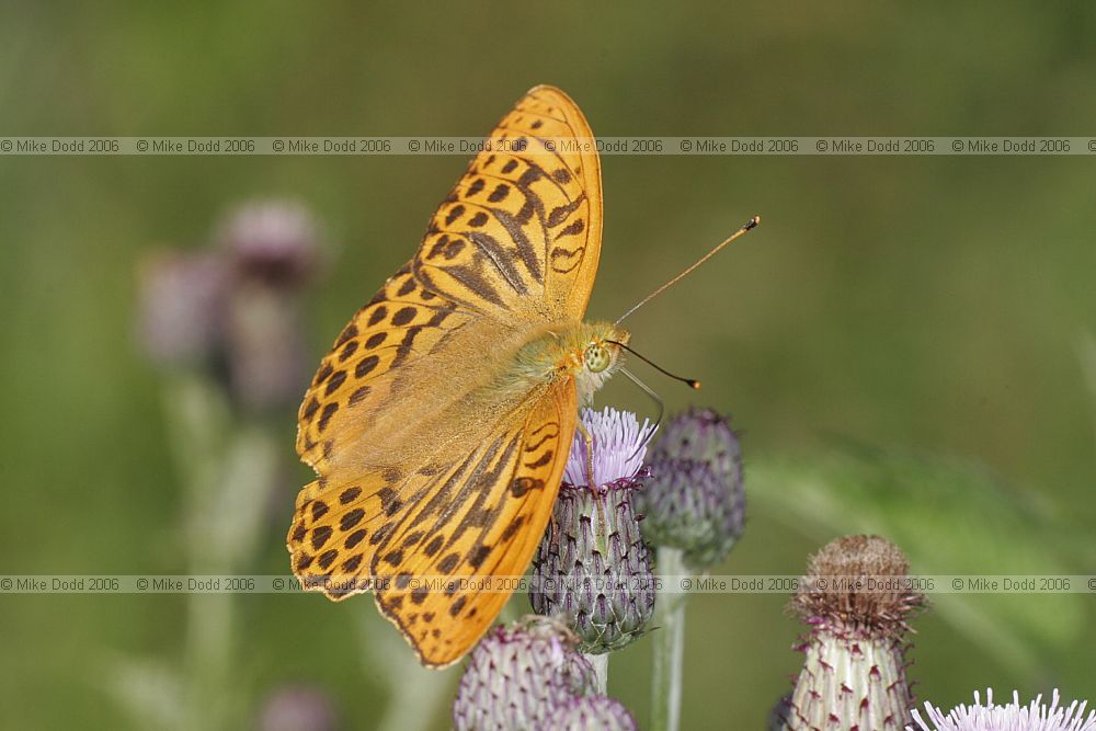 Argynnis paphia Silver-washed Fritillary male