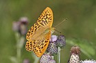 Argynnis paphia Silver-washed Fritillary male