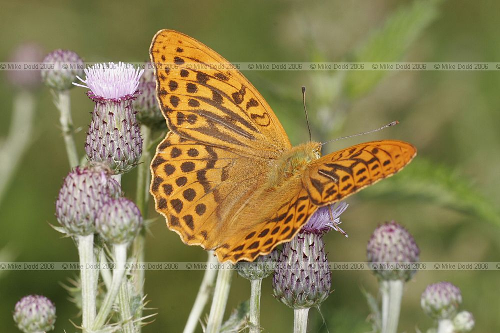 Argynnis paphia Silver-washed Fritillary male