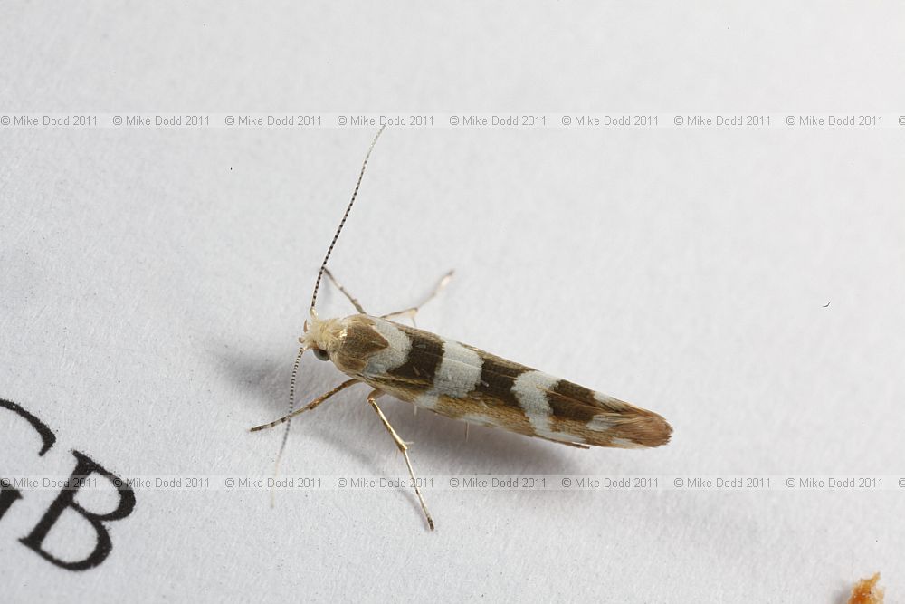 Argyresthia goedartella