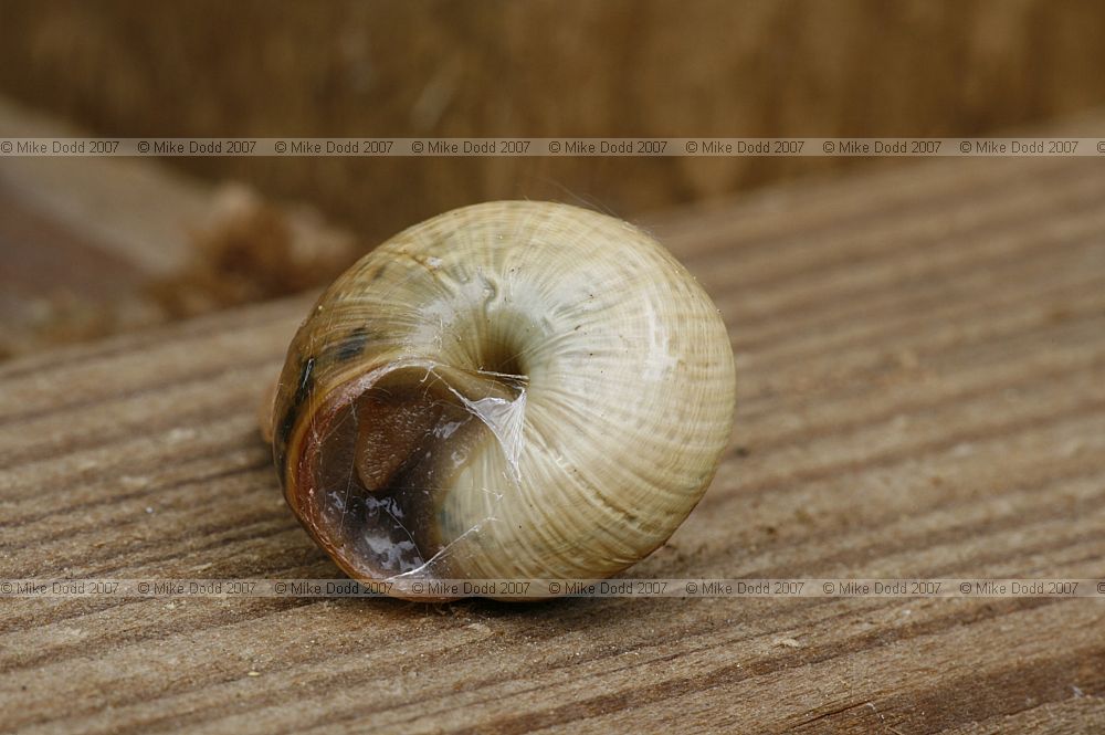 Arianta arbustorum Copse snail