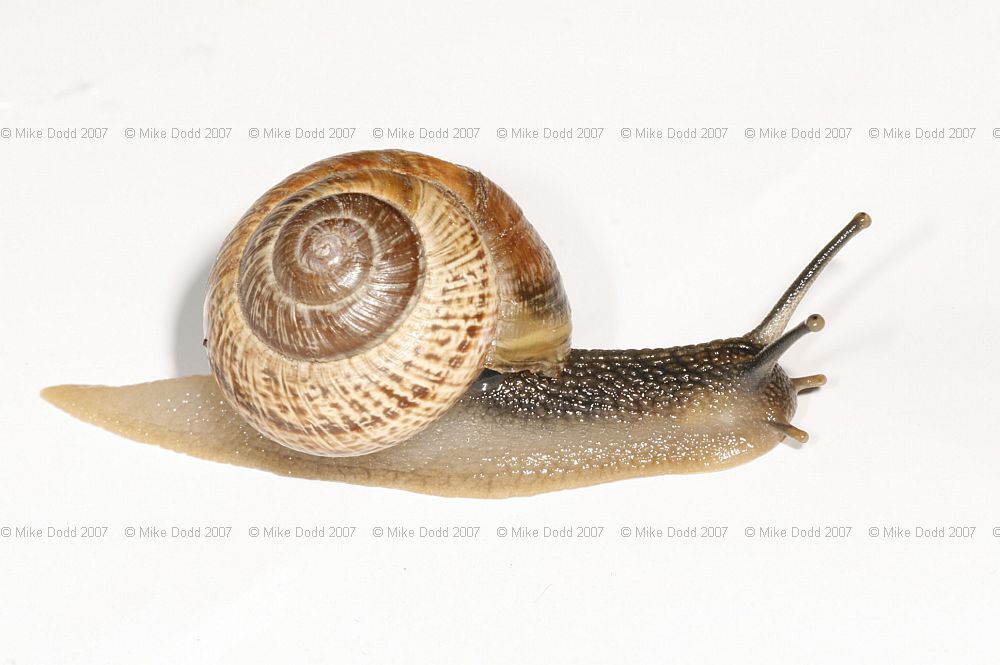 Arianta arbustorum Copse snail