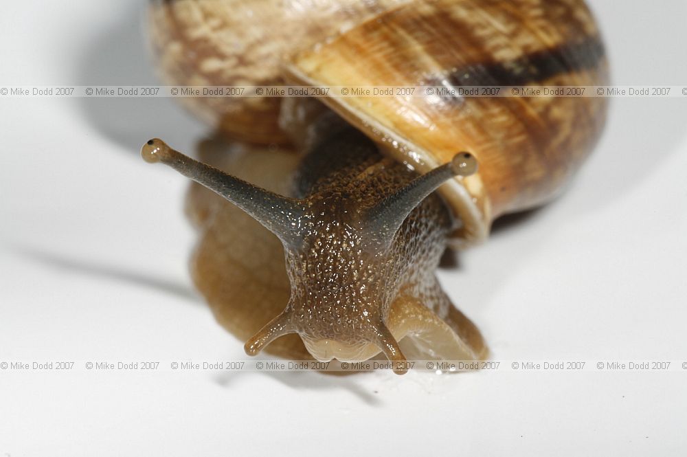 Arianta arbustorum Copse snail