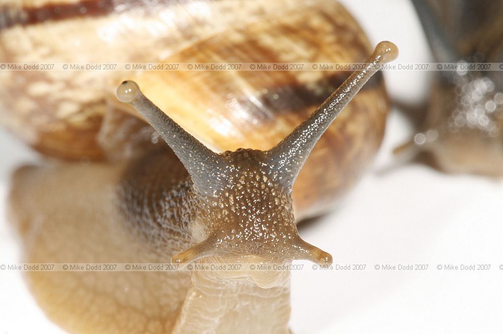 Arianta arbustorum Copse snail