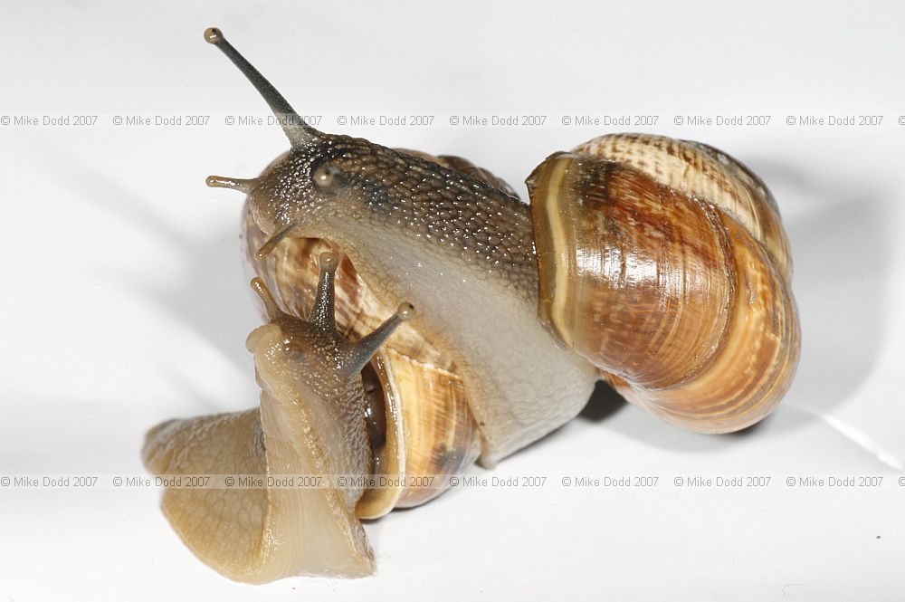 Arianta arbustorum Copse snail