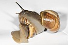 Arianta arbustorum Copse snail