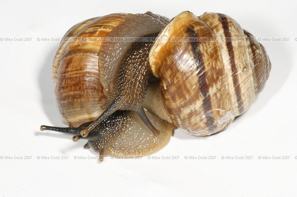 Arianta arbustorum Copse snail