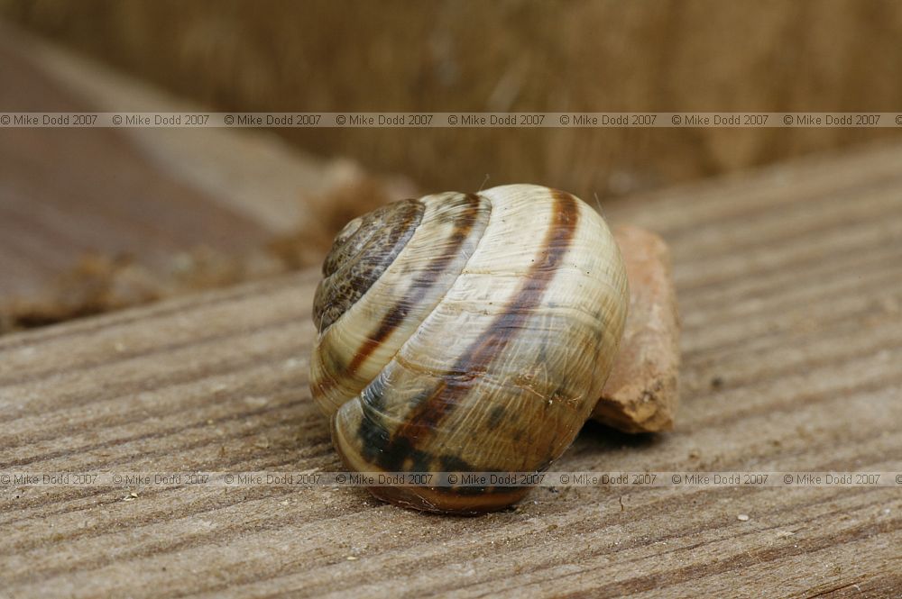 Arianta arbustorum Copse snail