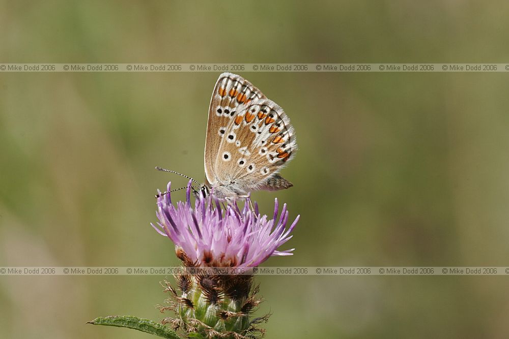 Aricia agrestis Brown argus