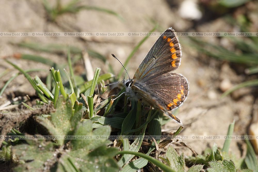 Aricia agestis Brown Argus female