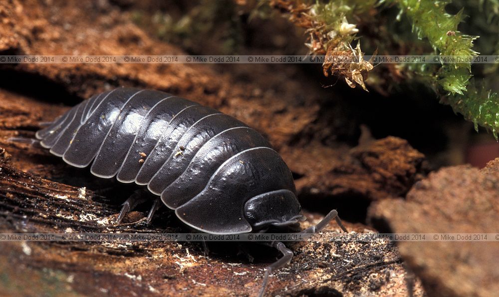 Armadillidium depressum woodlouse