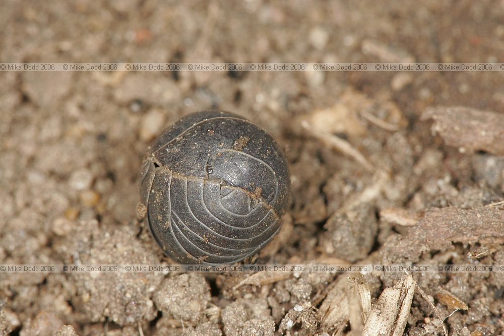 Armadillidium vulgare Common pill woodlouse