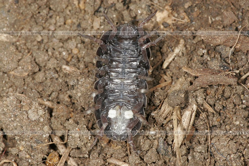 Armadillidium vulgare Common pill woodlouse