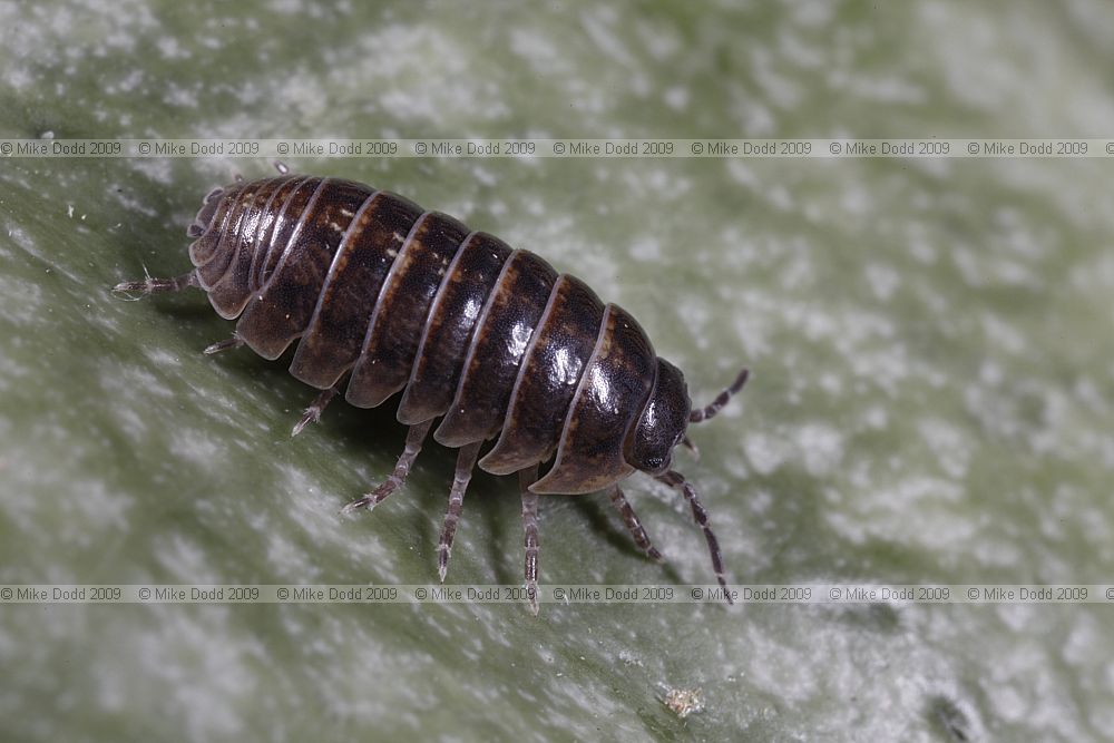 Armadillidium vulgare Common Pill Woodlouse