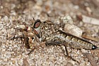 Asilidae Robber-fly